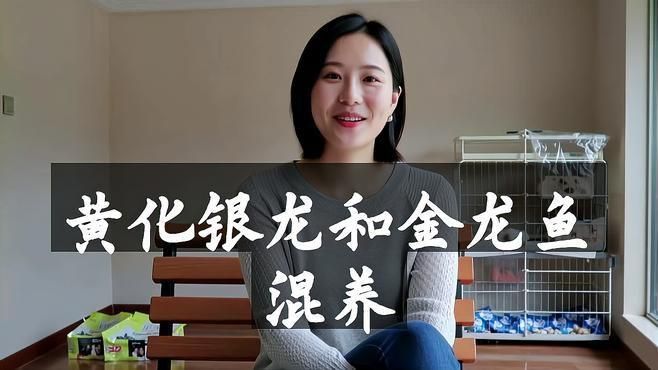 金龍和銀龍可以混養(yǎng)嗎