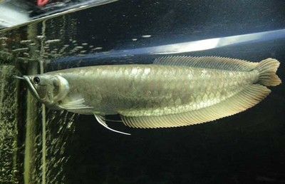 金龍魚尺寸分類圖：關于金龍魚尺寸分類圖的問題