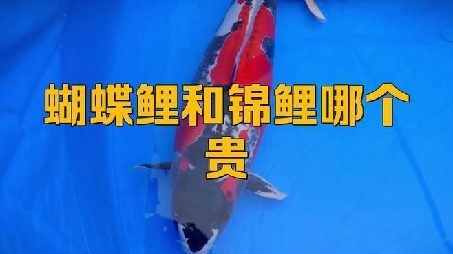 錦鯉和蝴蝶鯉哪個有檔次 錦鯉和蝴蝶鯉哪個有檔次 龍魚百科 第3張