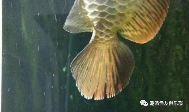 如何預防龍魚爛尾病？