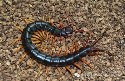 喂蜈蚣給龍魚吃要死的還是活的：喂蜈蚣給龍魚吃是活的還是死的