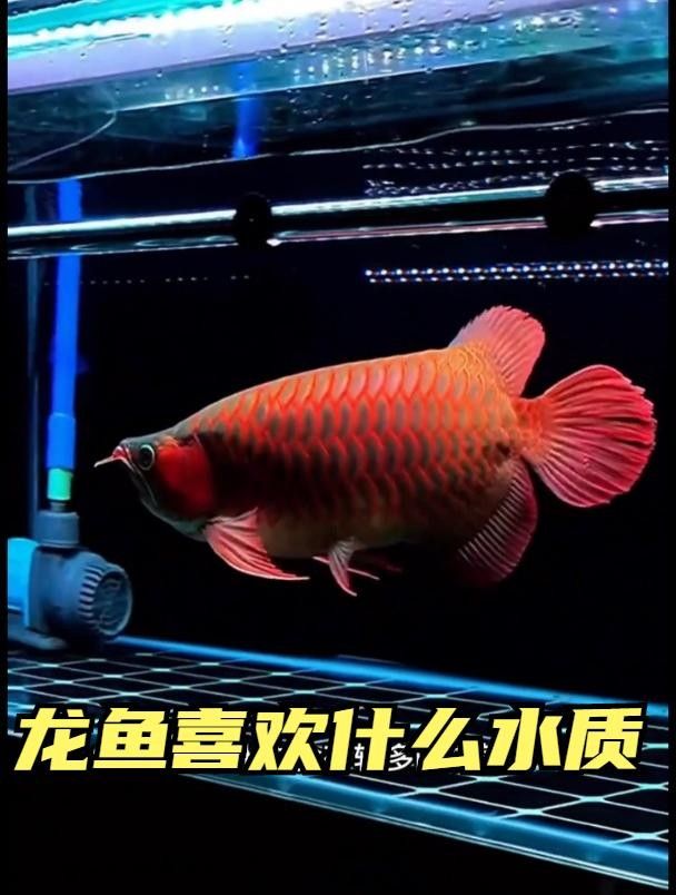 龍魚對水質有何要求？