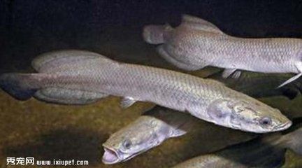 黑龍魚大概多少錢：黑龍魚大概多少錢一只 黑龍魚大概多少錢：黑龍魚大概多少錢一只 龍魚百科 第2張