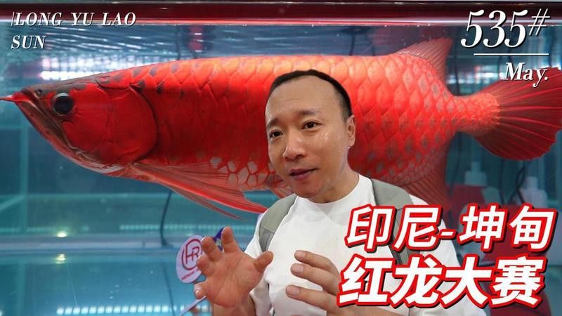 紅龍魚哪里的最好買到 紅龍魚哪里的最好買到 龍魚百科 第6張