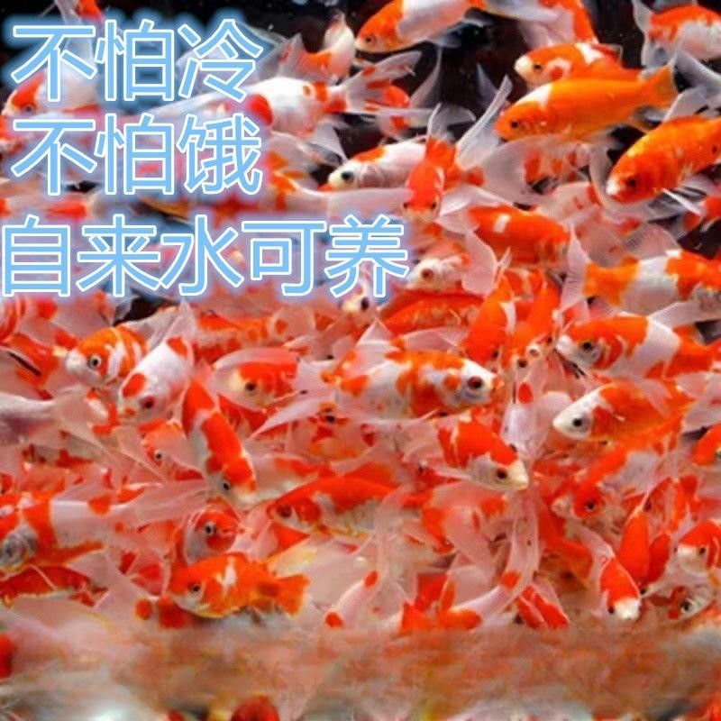 紅龍魚哪里的最好買到 紅龍魚哪里的最好買到 龍魚百科 第15張