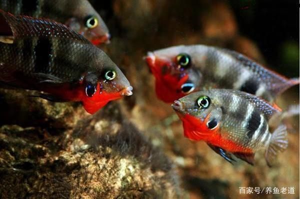 觀(guān)賞魚(yú)繁殖環(huán)境優(yōu)化技巧，觀(guān)賞魚(yú)繁殖環(huán)境優(yōu)化是提高繁殖成功率的關(guān)鍵