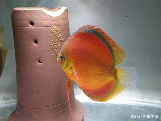 觀(guān)賞魚(yú)繁殖環(huán)境優(yōu)化技巧，觀(guān)賞魚(yú)繁殖環(huán)境優(yōu)化是提高繁殖成功率的關(guān)鍵