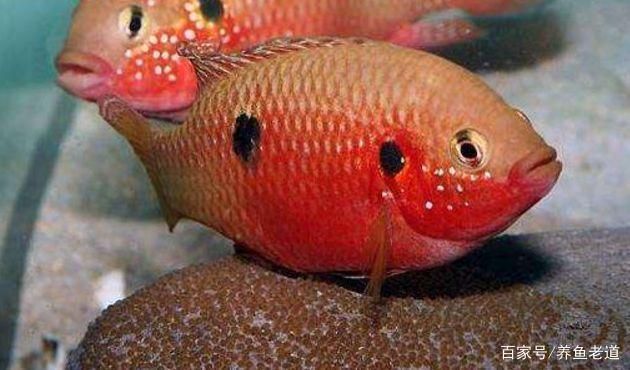 觀(guān)賞魚(yú)繁殖環(huán)境優(yōu)化技巧，觀(guān)賞魚(yú)繁殖環(huán)境優(yōu)化是提高繁殖成功率的關(guān)鍵