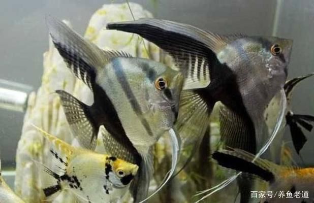 觀(guān)賞魚(yú)繁殖環(huán)境優(yōu)化技巧，觀(guān)賞魚(yú)繁殖環(huán)境優(yōu)化是提高繁殖成功率的關(guān)鍵