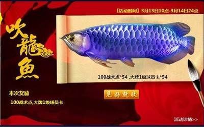 新手龍魚怎么挑選，掌握正確的方法和注意事項，輕松選出健康龍魚：新手怎么挑選龍魚