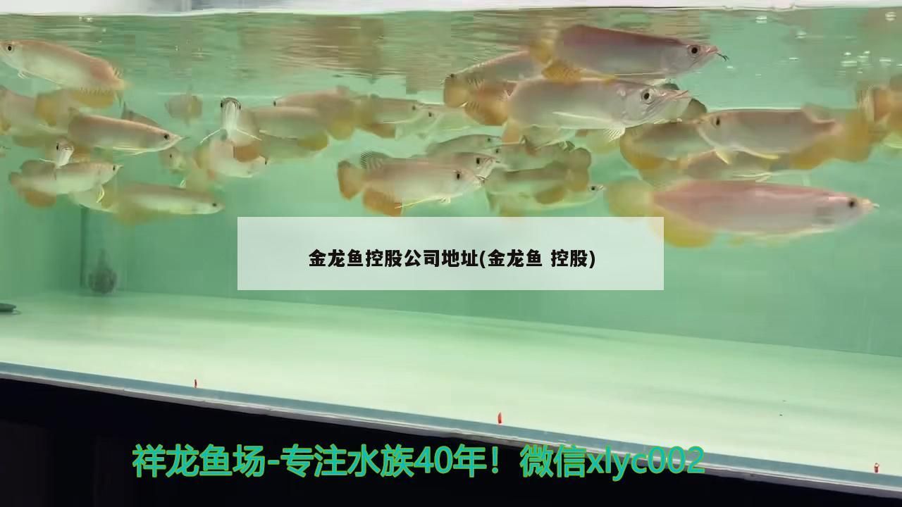 金龍魚控股公司地址(金龍魚控股) 金龍魚控股公司地址(金龍魚控股) 龍魚百科