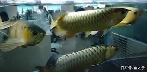 恐龍魚怎么分辨男女（恐龍魚的性別識別）