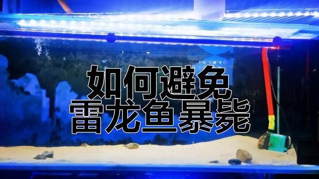 雷龍魚死了有什么原因