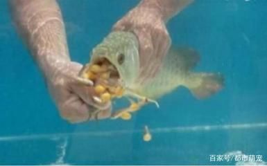 金龍魚從嘴巴里生小魚嗎：金龍魚并不是從嘴巴里生小魚的，它們是一種口孵魚的 金龍魚從嘴巴里生小魚嗎：金龍魚并不是從嘴巴里生小魚的，它們是一種口孵魚的 龍魚百科 第3張