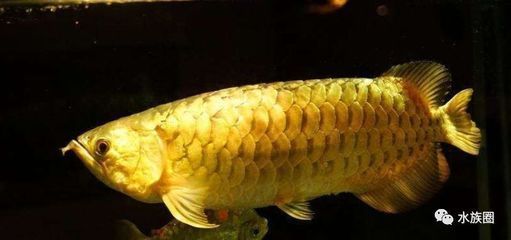 金龍魚和古典哪個龍魚好吃：金龍魚和古典龍魚哪個好吃