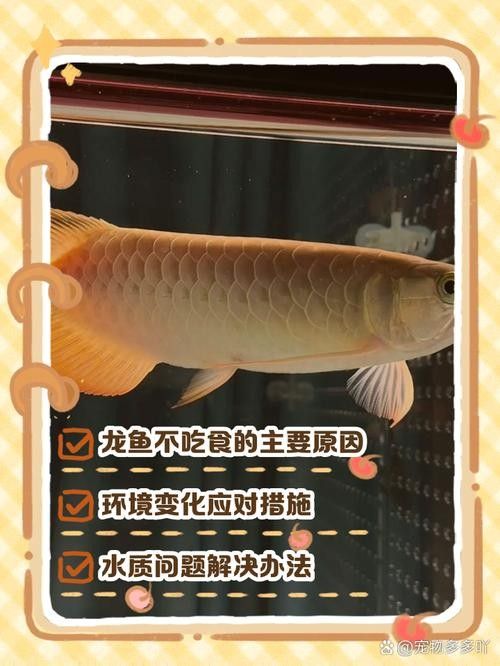 龍魚怎么開口喂活食啊
