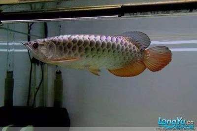 如何判斷龍魚的好壞：判斷龍魚的好壞可以從以下幾個方面進行觀察 如何判斷龍魚的好壞：判斷龍魚的好壞可以從以下幾個方面進行觀察 龍魚百科 第3張