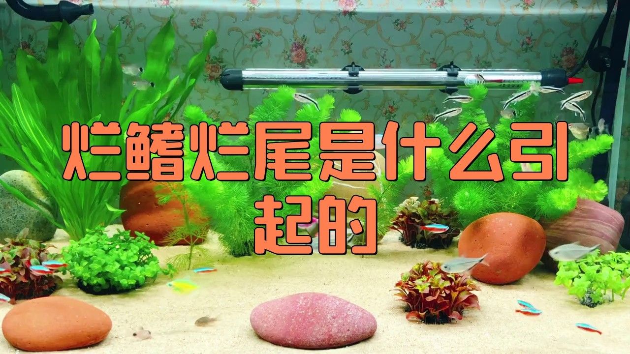 銀龍魚爛鰭怎么辦