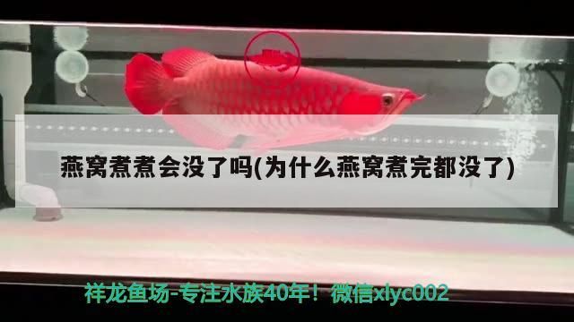 紅龍魚(yú)混養(yǎng)最佳幾條魚(yú)缸：紅龍可以混養(yǎng)嗎 紅龍魚(yú)混養(yǎng)最佳幾條魚(yú)缸：紅龍可以混養(yǎng)嗎 龍魚(yú)百科 第3張