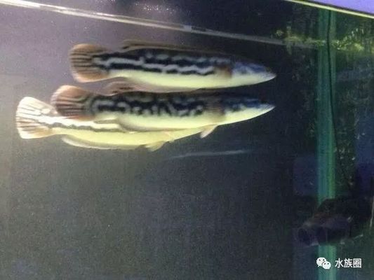 pet魚缸的缺點