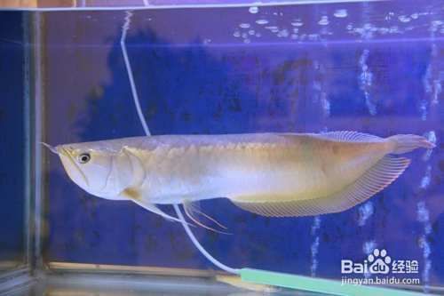 銀龍魚多久喂一次？ 銀龍魚多久喂一次？ 龍魚百科 第5張