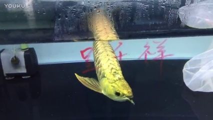 紅龍魚批發祥龍魚場:祥龍魚場紅龍魚批發市場 龍魚百科 第1張 紅龍魚批發祥龍魚場:祥龍魚場紅龍魚批發市場 紅龍魚批發祥龍魚場:祥龍魚場紅龍魚批發市場 龍魚百科 第1張