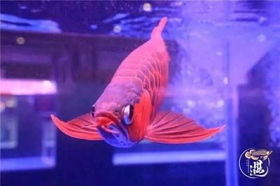 紅龍魚兩個白色發(fā)色燈：養(yǎng)殖紅龍魚的注意事項