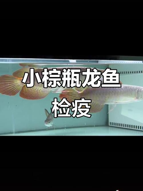 有哪些預防龍魚水泡病的措施？