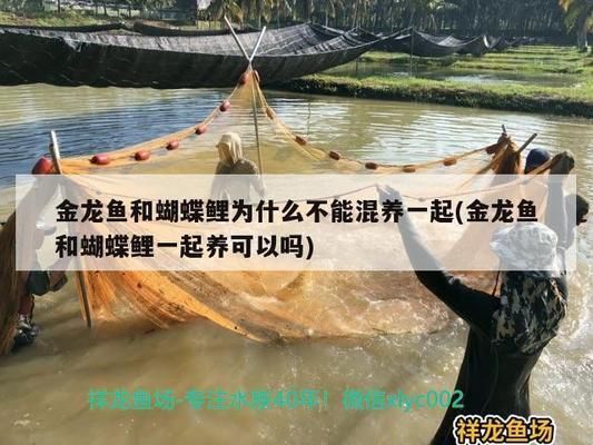 龍魚和金魚哪個好養活：金魚和龍魚哪個更好養活