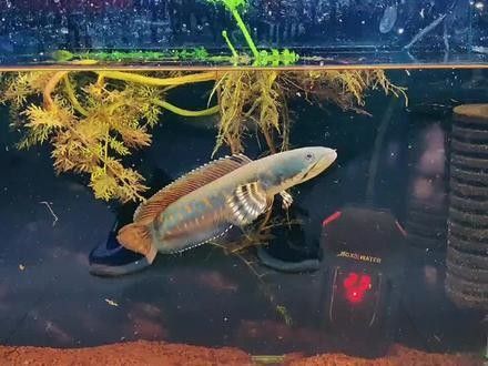 雷龍魚吃什么飼料馴服得快