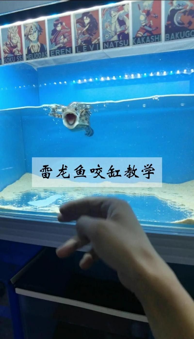 雷龍魚吃什么飼料馴服得快