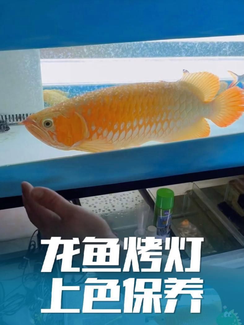瑪豆的水族產品怎么樣