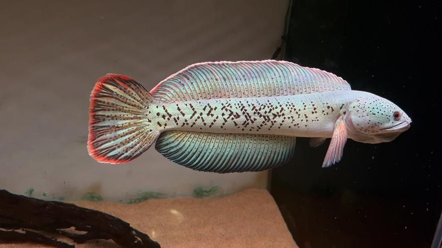 雷龍魚什么品種好最好看的