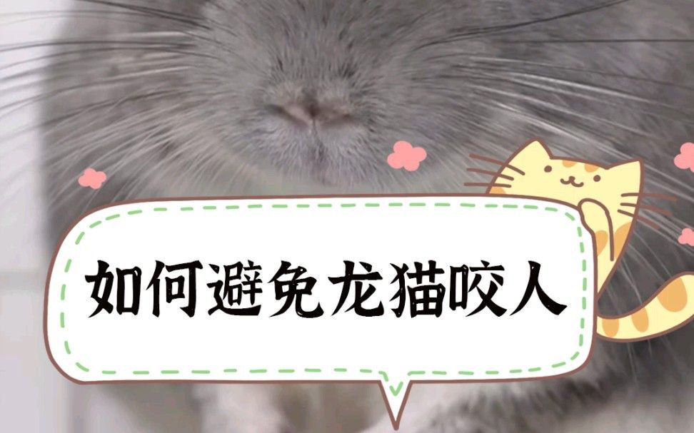 如何預防龍貓再次咬人？