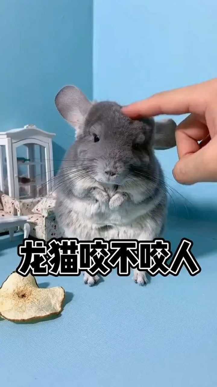如何預防龍貓再次咬人？