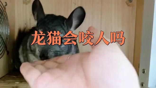 如何預防龍貓再次咬人？