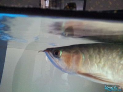 龍魚有胡須嗎圖片：龍魚的胡須的功能詳解，如何判斷龍魚胡須健康 龍魚有胡須嗎圖片：龍魚的胡須的功能詳解，如何判斷龍魚胡須健康 龍魚百科 第1張