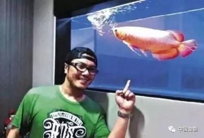 萬隆天王龍魚（萬隆天王龍魚怎么樣？）
