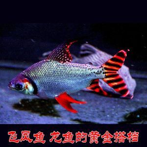 飛鳳魚苗（飛鳳魚苗日常護理要點飛鳳魚苗的養殖需要注意以下幾點） 飛鳳魚苗（飛鳳魚苗日常護理要點飛鳳魚苗的養殖需要注意以下幾點） 龍魚百科 第1張