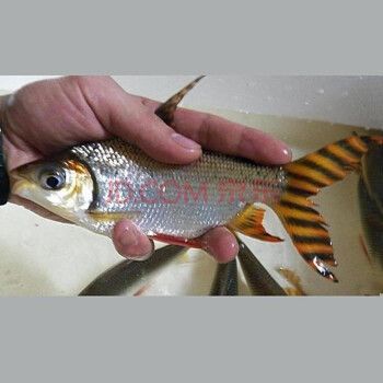 飛鳳魚苗（飛鳳魚苗日常護理要點飛鳳魚苗的養殖需要注意以下幾點） 飛鳳魚苗（飛鳳魚苗日常護理要點飛鳳魚苗的養殖需要注意以下幾點） 龍魚百科 第4張