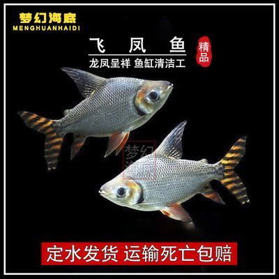 飛鳳魚苗（飛鳳魚苗日常護理要點飛鳳魚苗的養殖需要注意以下幾點） 飛鳳魚苗（飛鳳魚苗日常護理要點飛鳳魚苗的養殖需要注意以下幾點） 龍魚百科 第5張