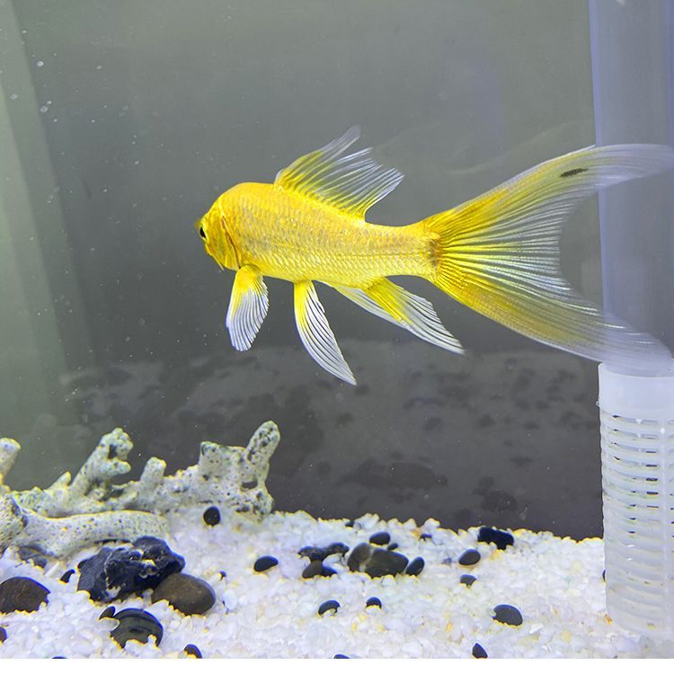 如何判斷龍鳳鯉魚健康狀態：如何判斷龍鳳鯉魚的健康狀態 如何判斷龍鳳鯉魚健康狀態：如何判斷龍鳳鯉魚的健康狀態 龍魚百科 第4張