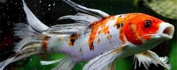 如何判斷龍鳳鯉魚健康狀態：如何判斷龍鳳鯉魚的健康狀態 如何判斷龍鳳鯉魚健康狀態：如何判斷龍鳳鯉魚的健康狀態 龍魚百科 第6張