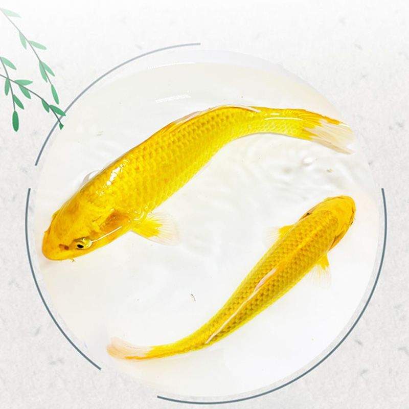 如何判斷龍鳳鯉魚健康狀態：如何判斷龍鳳鯉魚的健康狀態 如何判斷龍鳳鯉魚健康狀態：如何判斷龍鳳鯉魚的健康狀態 龍魚百科 第2張