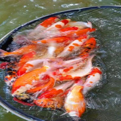 如何判斷龍鳳鯉魚健康狀態：如何判斷龍鳳鯉魚的健康狀態 如何判斷龍鳳鯉魚健康狀態：如何判斷龍鳳鯉魚的健康狀態 龍魚百科 第5張