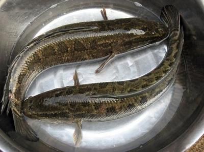 雷龍魚(yú)怎么做：制作雷龍魚(yú)的基本步驟