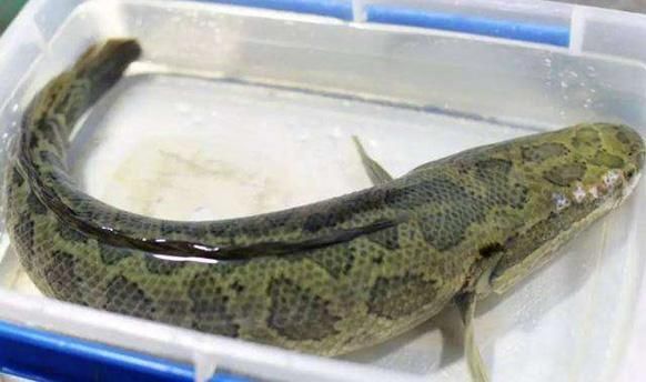 雷龍魚(yú)怎么做：制作雷龍魚(yú)的基本步驟