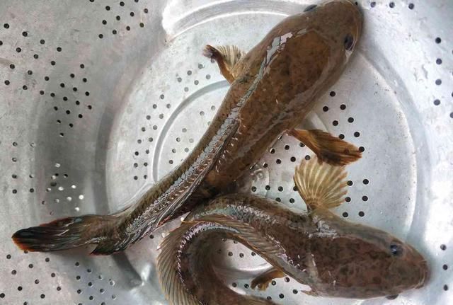 雷龍魚(yú)怎么做：制作雷龍魚(yú)的基本步驟