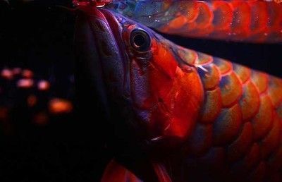 紅龍魚幼魚用什么背景飼養好？（紅龍魚幼魚的飼養背景選擇）