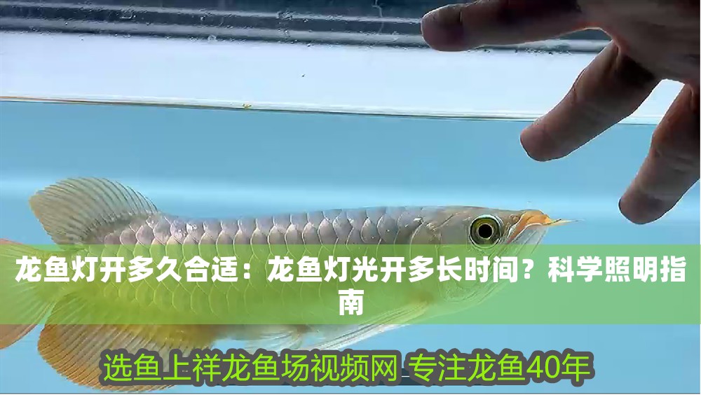 龍魚燈開多久合適：龍魚燈光開多長時間？科學照明指南